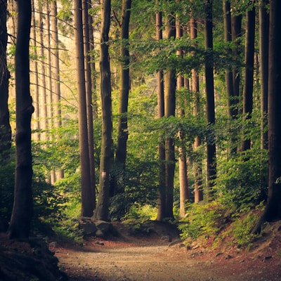 Wild landscapes